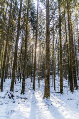 Fototapeta premium winter forest in the snow