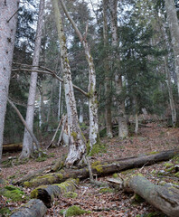 Wildes Deutschland: Bei Bayrischzell im Februar