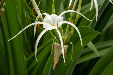 Obraz premium Close up of the light, delicate, gossamer flower of the white spider lily