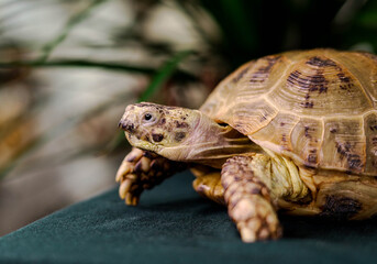 Turtle on a green background