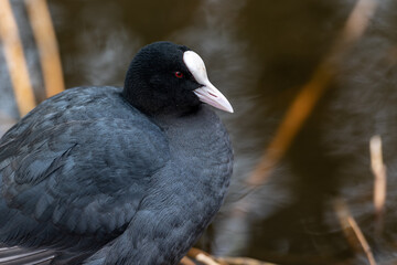 a coot is building a nest in the water in amsterdam