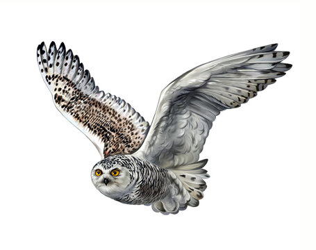 The snowy owl (Nyctea scandiaca, Bubo scandiacus)