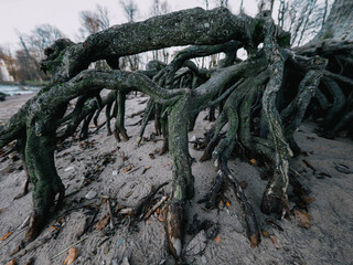 roots of a tree