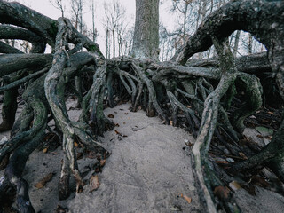 roots of tree