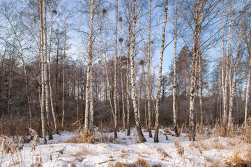 Winter scene in birch forest covered with white snow against a beautiful blue sky