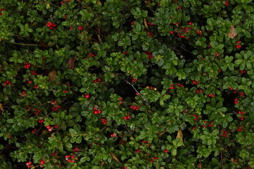  red lingonberry and green leaves