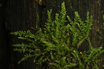 moss on the tree