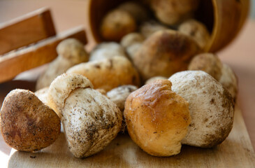 Fresh porcini mushrooms collected in the forest for cooking.