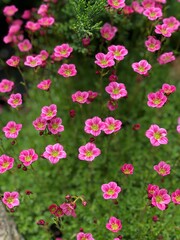 Fototapeta na wymiar Pink flowers on a green background