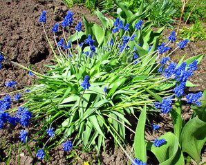 blue muscari
