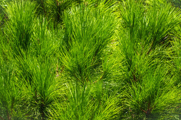 Closeup photo of green needle pine tree. Small pine cones at the end of branches. Blurred pine needles in background