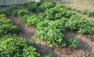 strawberry beds