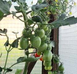 tomatoes in the greenhouse