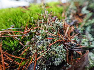 moss on a tree
