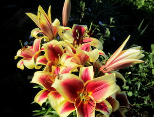 red and yellow lily