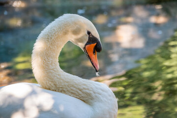 Fototapeta premium Portrait of a graceful white swan with long neck on green water background.
