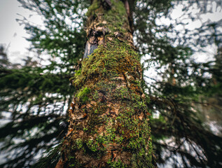 tree in the forest