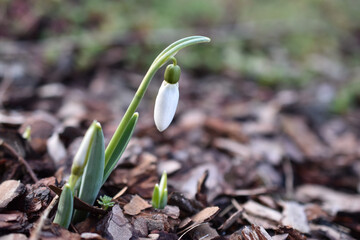 First spring snowdrops growing in the garden