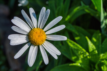 Garden chamomile or Nivyanik or Ox-eye Daisy (Latin: Leucanthemum) after light summer rain on a background of green leaves. Free space.