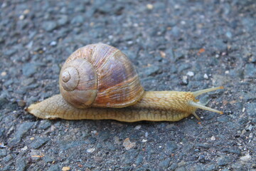 Escargot, Roman snail (Helix pomatia / Weinbergschnecke)
