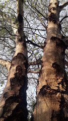 Obraz premium Tree of Casca Caatinga CarirI