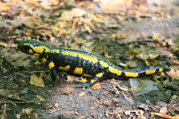 Hiking in the Harz, Fire salamander (Salamandra salamandra) in the Bode Valley / Wandern im Harz, Feuersalamander im Bodetal