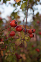 Red rosehip on the blue sky.