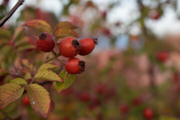 Red rosehip on the blue sky.