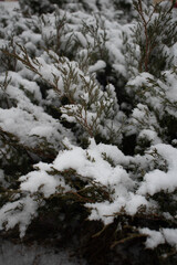 Fototapeta na wymiar Plants in winter. Snow on the plant. 