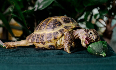 Funny eating turtle