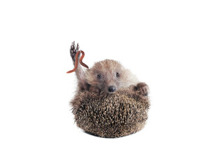 hedgehog with worm holding in paw isolated on white background