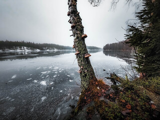 Obraz premium winter in the forest