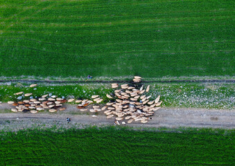 Top view of grazing sheep flock on spring pasture