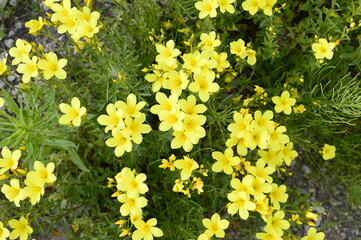 Closeup linum flavum know as golden flax with blurred background in summer garden