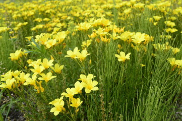 Closeup linum flavum know as golden flax with blurred background in summer garden