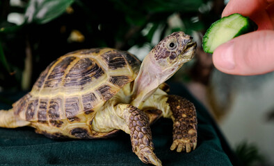 Eating turtle