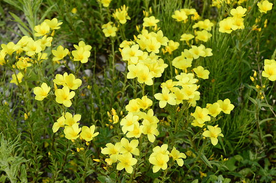 Closeup linum flavum know as golden flax with blurred background in summer garden