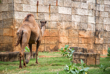 camel walking on oasis zoo