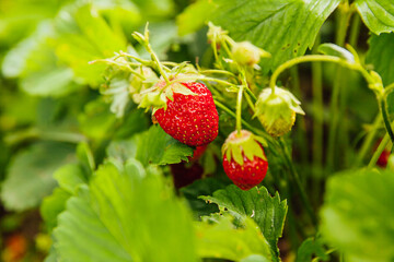 Industrial cultivation of strawberries plant. Bush with ripe red fruits strawberry in summer garden...