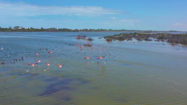 aerial 4k view of group of bright pink flamingo birds in their natural habitat in Yucatan, Mexico. Flamingos on the lake, wildlife concept