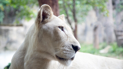 lion female face on forest