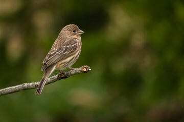 Female House Finch perched on a bare twig with a green bush in the background.