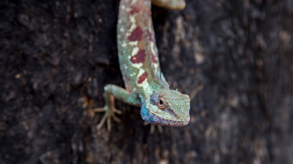  face of lizard on tree