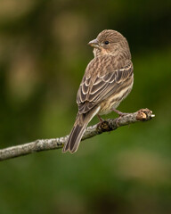Female House Finch perched on a bare twig with a green bush in the background.