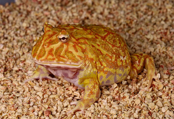 Bright frog
