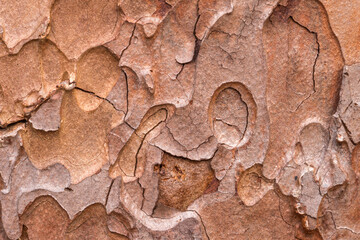 Macro shot of grunge textured old pine tree bark texture. Abstract nature pattern for backdrop