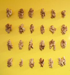 honey bee on white background