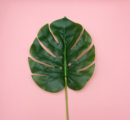 Obraz premium Tropical leaf on a pink background
