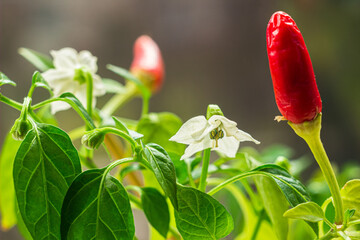 Red hot chili pepper plant close up. Homegrown chili peppers and blossom. 