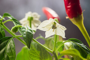 Red hot chili pepper plant close up. Homegrown chili peppers and blossom. 